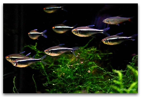 Sort Neon tetra (Hyphessobrycon herbertaxelrodi)